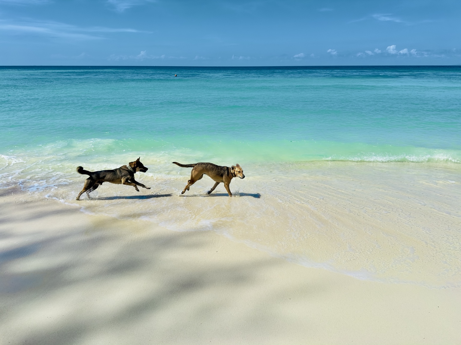 Two dogs playing along the turquoise shoreline of Salad Beach